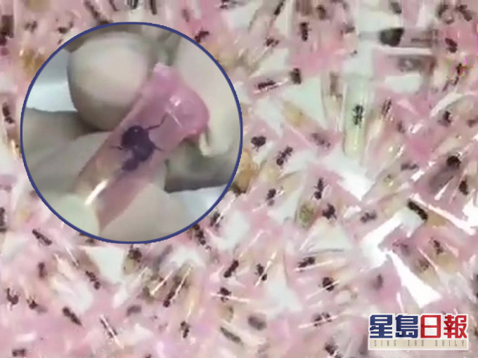 上海海關查獲406隻活體螞蟻。(網圖)