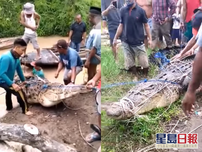 当地村民捕获该巨鳄并带上岸。 影片截图
