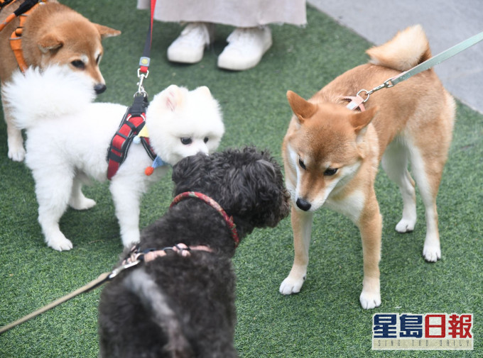 陳肇始指,政府重視推廣和保障動物福利。資料圖片