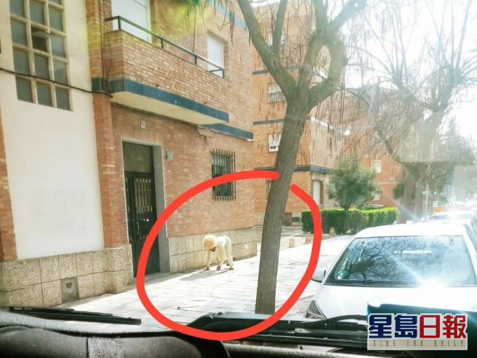 西班牙「假扮成狗」出門散步。 網圖
