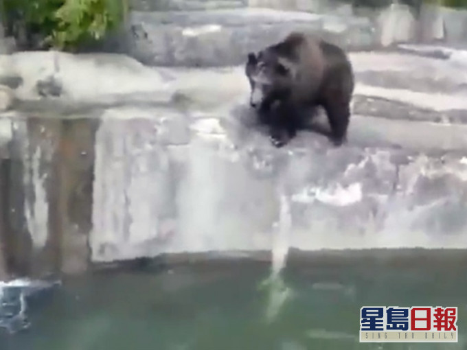 母熊Sabina。網圖