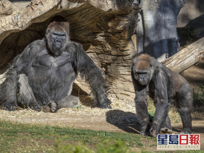 加州出現相信是全球首宗大猩猩確診新冠肺炎的個案。AP