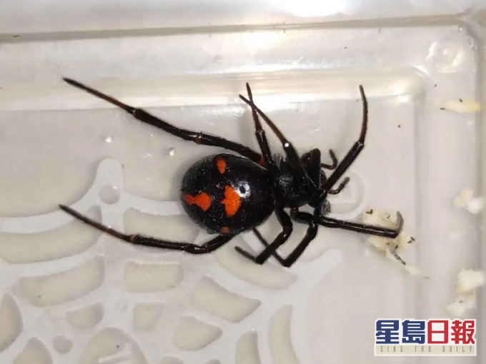 怪肥腹蛛。网图