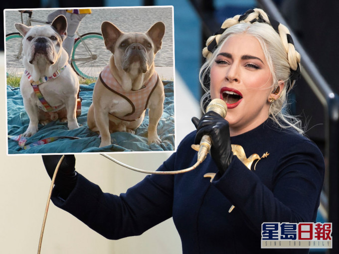 Lady Gaga鬥牛犬被搶案5人被捕。AP/IG圖片