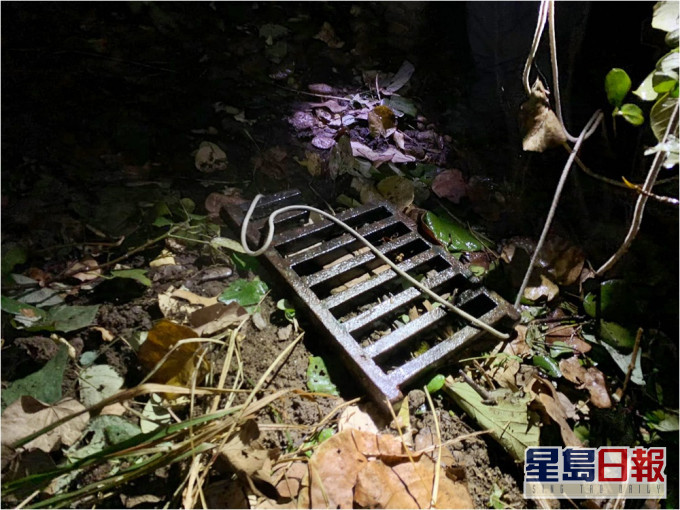 大埔洞梓一头误中陷阱,其后受伤逃脱。香港野猪关注组图片