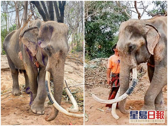 50歲的老象Khun Pan差點被餓死。網圖