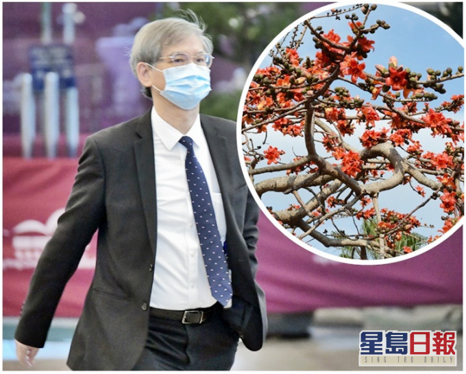 罗致光回想他上大学年代,总在5月考试期间,抬头看见窗外红绵盛放。资料图片