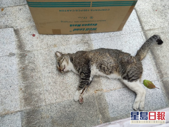 青衣運動場發現貓屍。