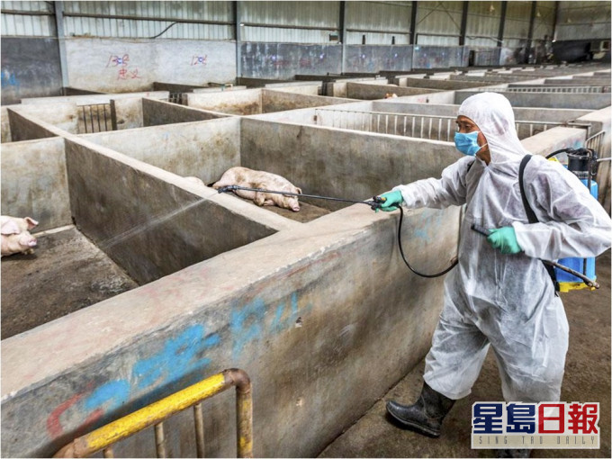 內地有研究發現非洲豬瘟病毒至少有4種變種病毒株。網圖