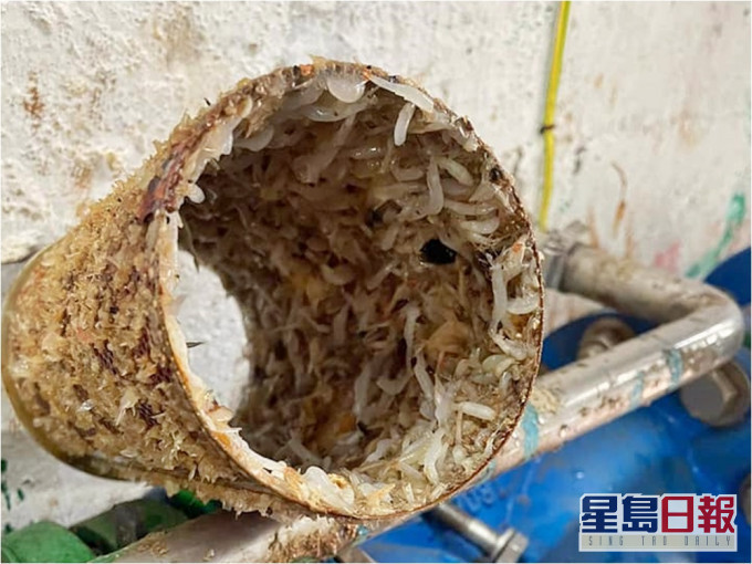 屯門良景邨的鹹水喉管驚現「蝦仔」。黃麗嫦區議員FB圖片