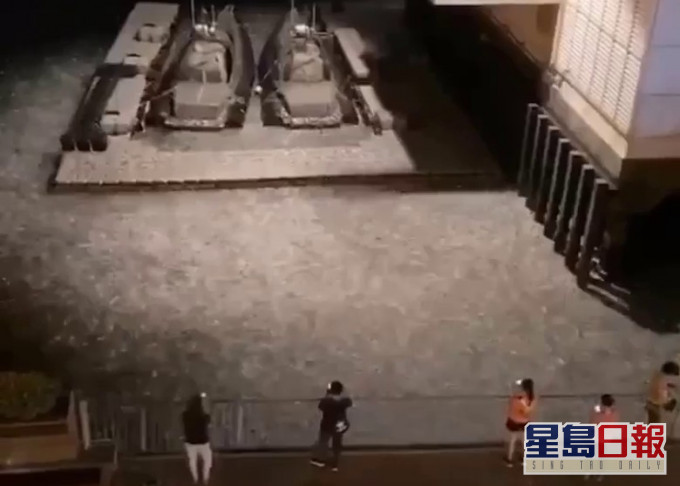 網民指紅磡水鬼隊基地有逾萬條魚跳躍彈離水面。 網片截圖