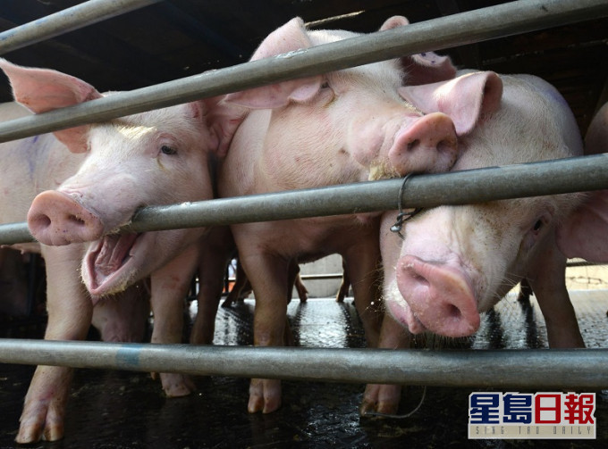 內地發現新型豬流感病毒，可經豬傳人。資料圖片