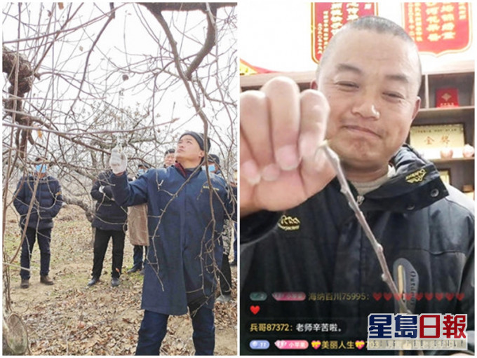 江苏徐州一名43岁果农，在直播平台分享果树种植的经验。网图