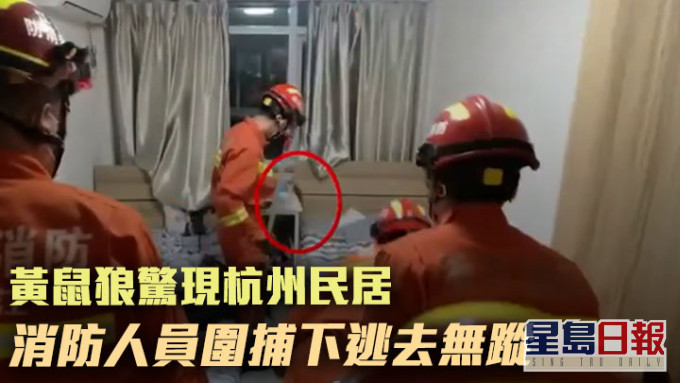一隻黃鼠狼日前在杭州一戶民居中出沒，消防人員到場圍捕但牠仍逃去無蹤。網上影片截圖
