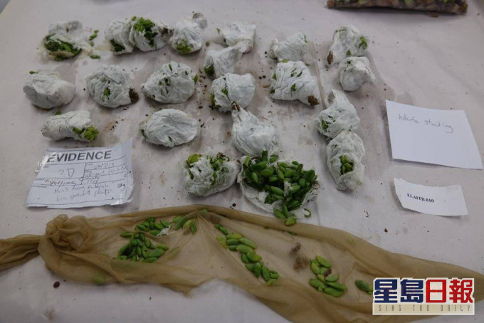 走私客將近千棵的多肉植物綁在身上走私入境。網圖