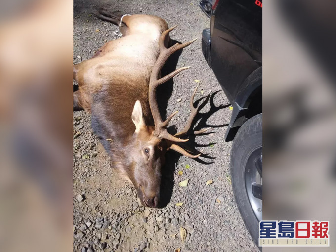 事後警方以公眾安全為由殺死麋鹿,並把鹿肉捐給當地監獄。(網圖)