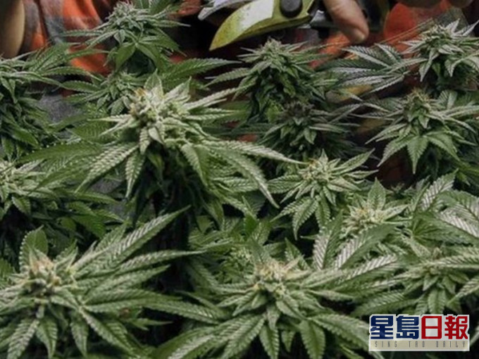 根據建議紐約州居民可以自行種植3棵成熟大麻自用。AP