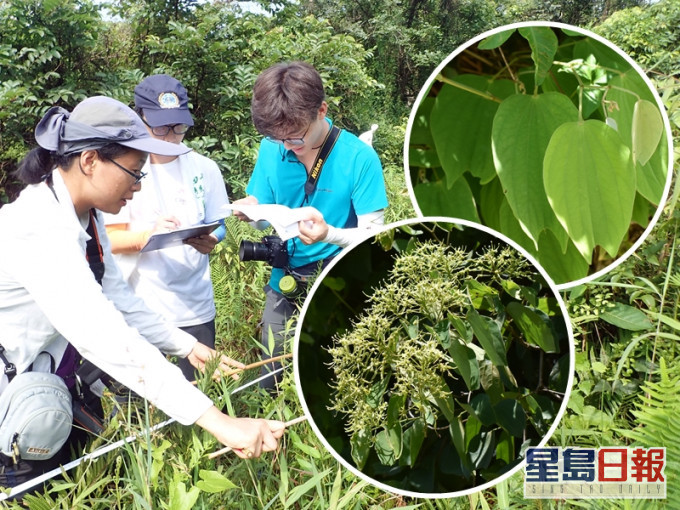 綠色力量早前發現植物「闊裂葉羊蹄甲」,該物種於香港未有官方記錄,屬香港首次記錄。綠色力量圖片