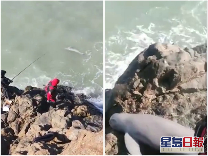 福建一男子钓到疑似江豚并拍片炫耀。