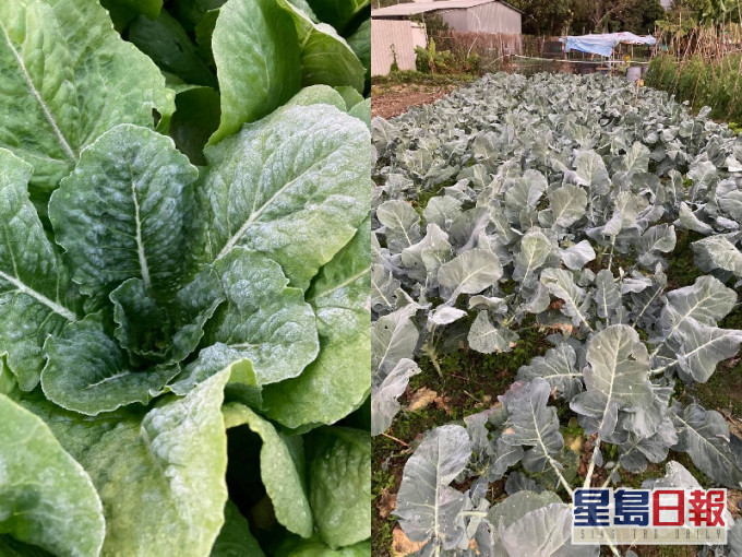 天文台FB 圖片