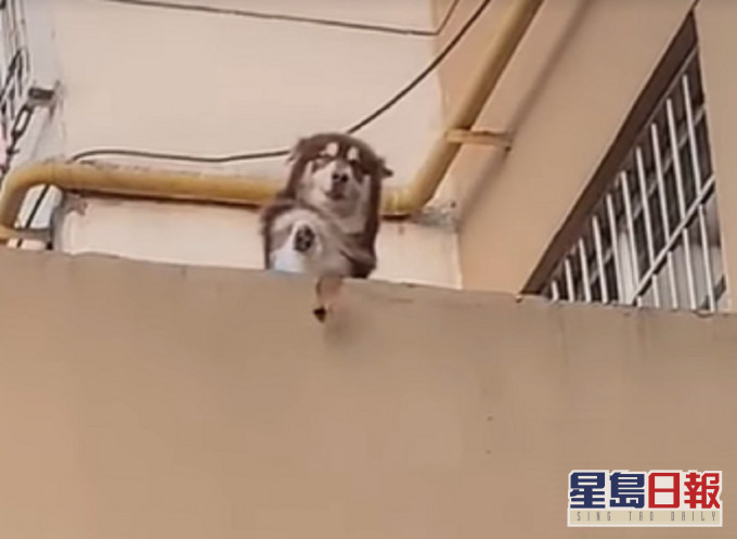 一隻狗天台探頭丟鑰匙落樓協助飼主。影片截圖