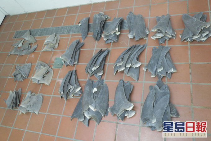 海關在該三名旅客的行李中發現的部分乾魚翅。政府新聞處圖片