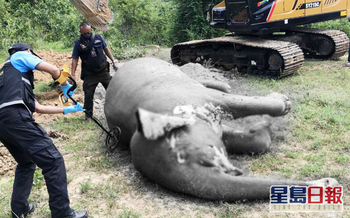 中槍後忍痛一個月的大象死在池塘內，屍體已開始腐爛。網圖