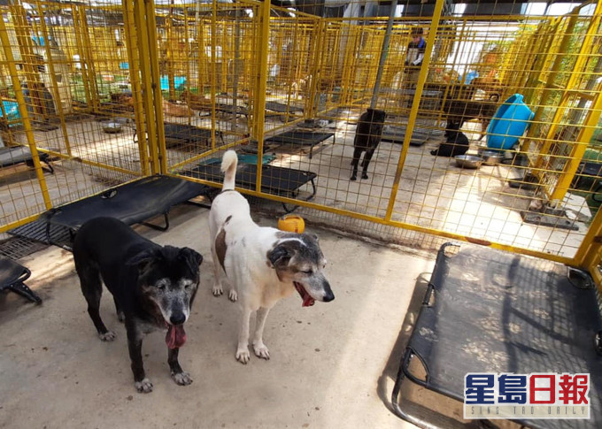 香港關愛動物庇護之家現時照顧約200隻狗及20隻貓。 受訪者提供