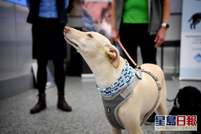 嗅探犬駐守芬蘭機場協助探測新冠病毒。 AP