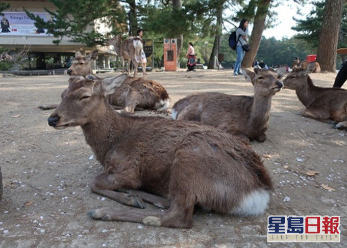 日本一名男子疑用斧头砍杀一头奈良鹿，被当地警方拘捕。网图，示意图