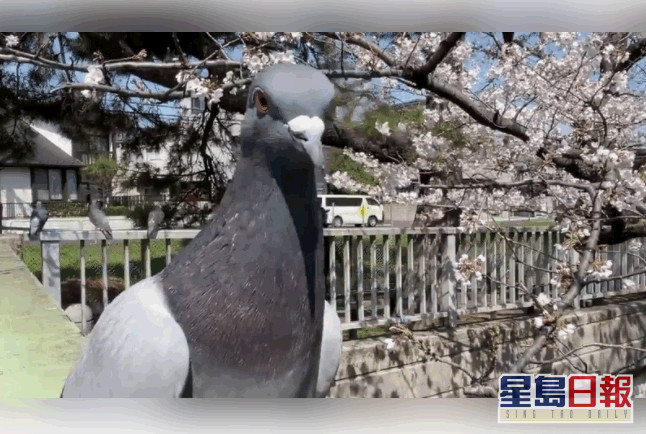 白鴿擋在鏡頭前,左顧右盼東晃西晃。twitter