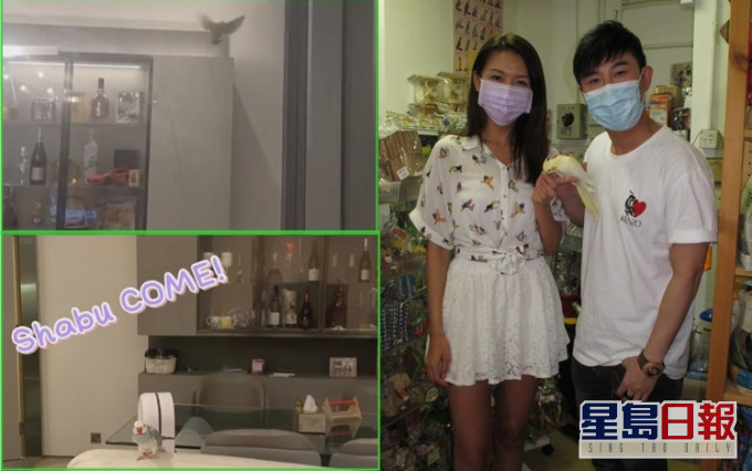 陳庭欣與甄澤權都有養禽鳥,陳庭欣更畀愛雀通屋飛,相當自由自在。