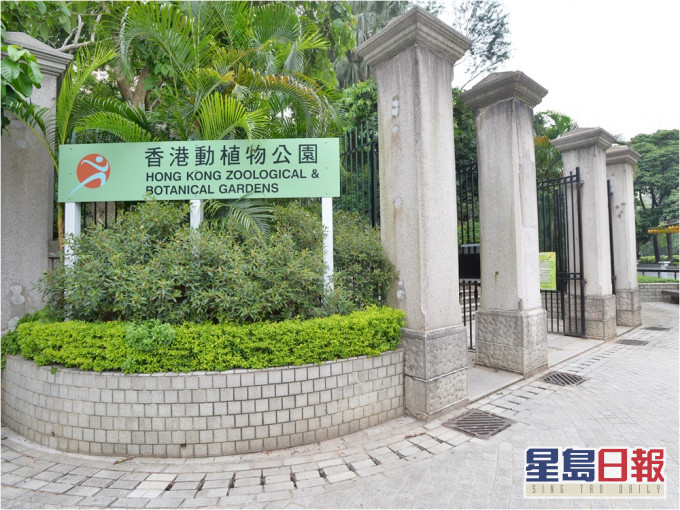 动植物公园一棵古树因受感染而遭移除。资料图片
