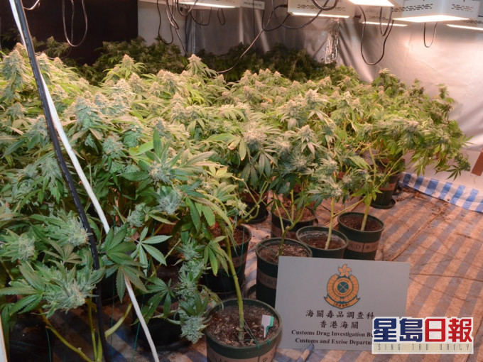 海關在八鄉錦上路一間村屋,搗破一大麻種植場。