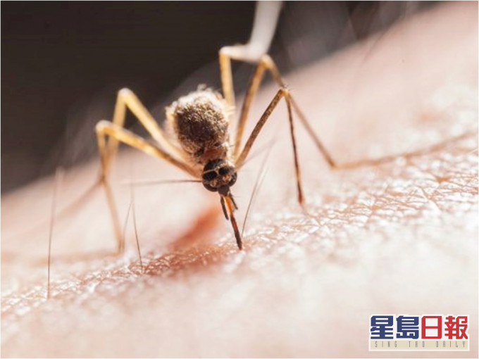美國佛羅里達州將釋放出10億隻基因蚊子。網圖