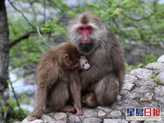 野生獼猴。新華社資料圖片