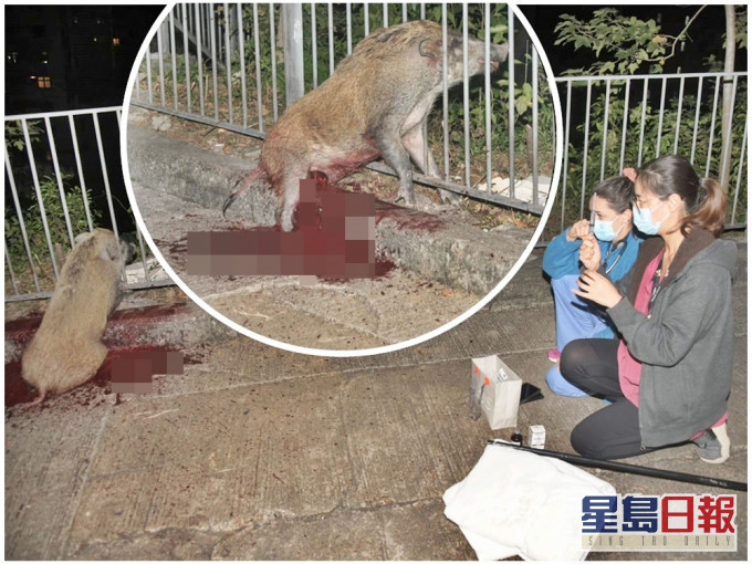 野豬卡欄杆,愛協派員協助拯救。