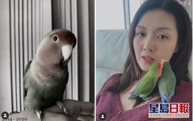 陈庭欣不时在社交平台分享她的鹦鹉。