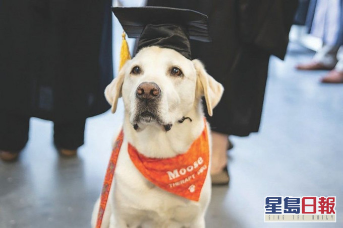 拉布拉多犬「穆思」(Moose)。 Virginia Tech FB 圖片