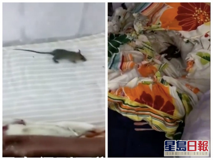 學生宿舍房間內出現老鼠窩。影片截圖