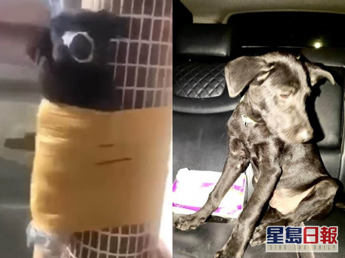 小黑狗被人像「木乃伊」般纏綁柱上動彈不得。影片截圖