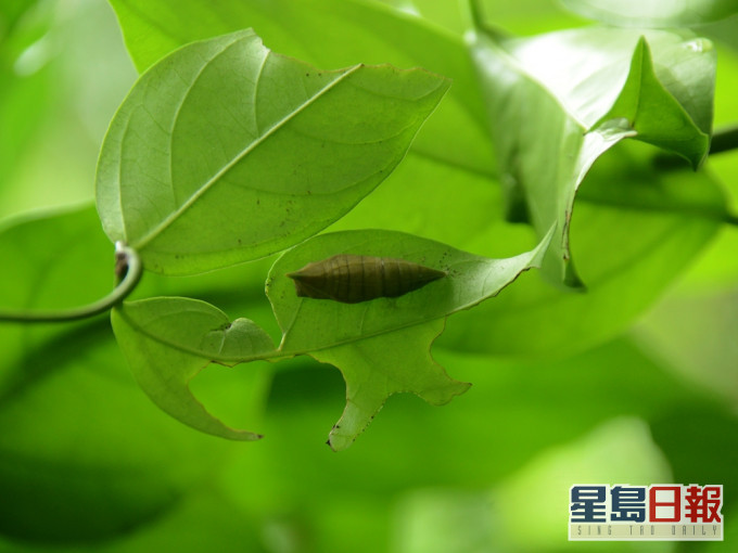 大屿山出现新品种的昆虫及无脊椎类动物。资料图片