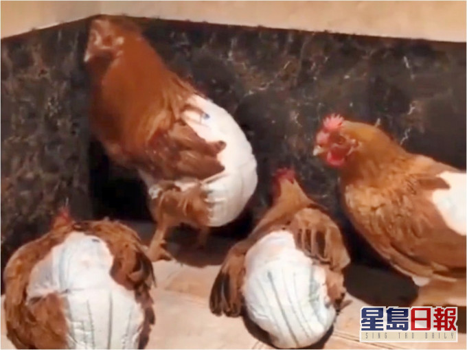 湖南漢為雞穿上尿片惹笑。網圖