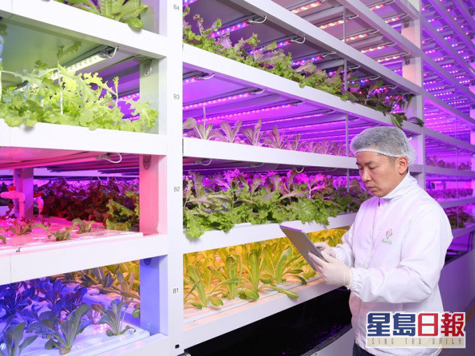 本港「农业革命家」谭嗣籇自行研发的「鱼菜共生」多层水耕种植系统,在工业大厦开设室内种植场。受访者提供