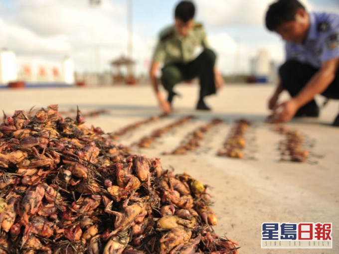 全国人大常委会昨天在北京通过决定,全面禁止非法野生动物交易。(网图)
