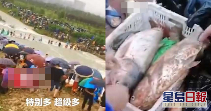 现捉现买。网图