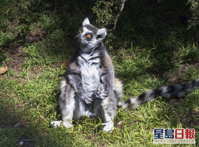 占士助動物園尋回狐猴馬基。AP