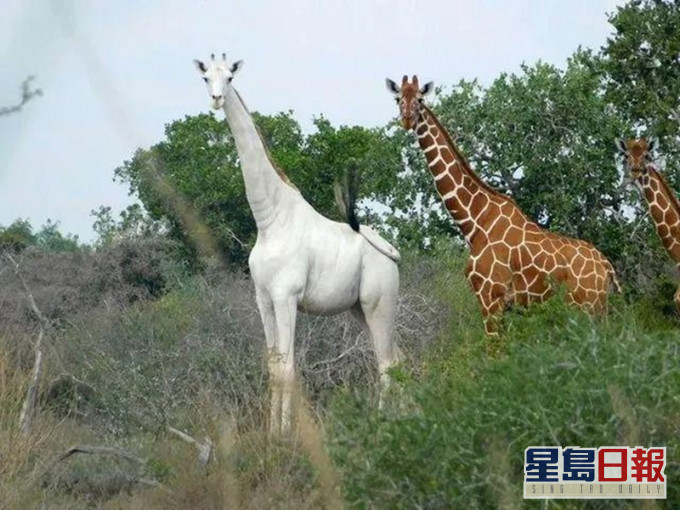 生活在肯尼亚东北部加里萨县的稀有白色长颈鹿。网图