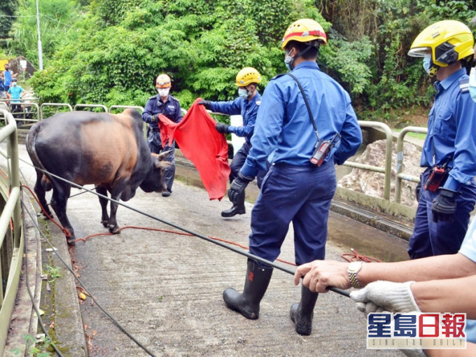 消防帶領黃牛走進石澗,沿壆位成功返回路面。