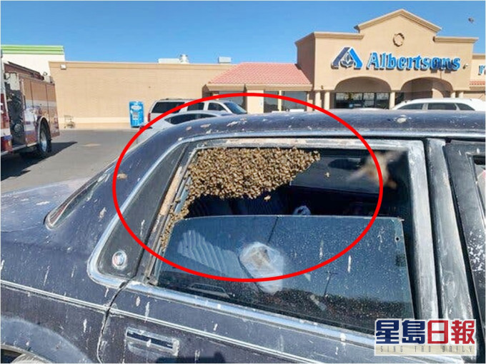 蜜蜂佔據了私家車的後座。網圖